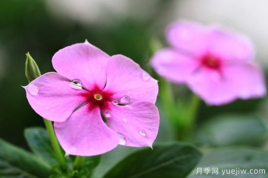 100種常見花卉的栽培大全，送給愛養(yǎng)花的你(圖9)