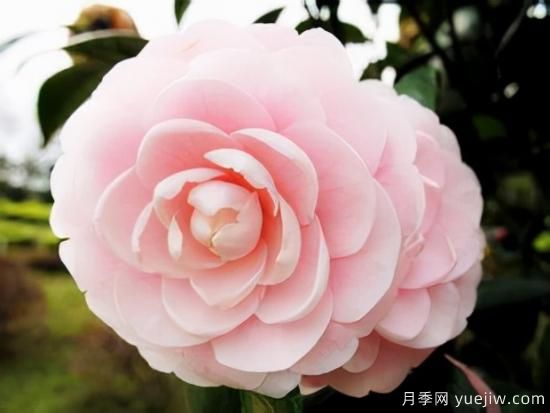 100種常見花卉的栽培大全，送給愛養(yǎng)花的你(圖11)