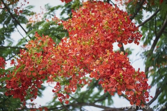 鳳凰木適合在哪種植，北方能種嗎？(圖1)