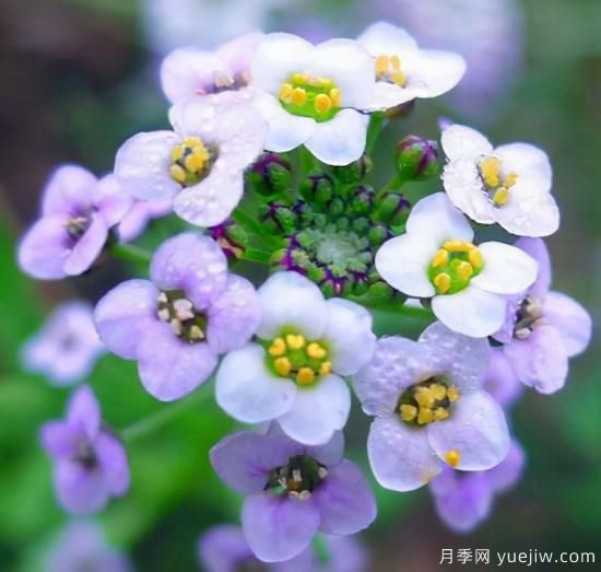 100種常見花卉的栽培大全，送給愛養(yǎng)花的你(圖29)