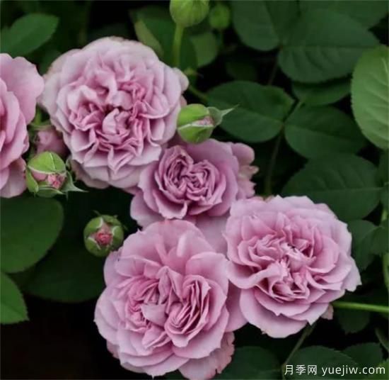 紫色月季花有哪些品種？分享30款紫色月季(圖23)