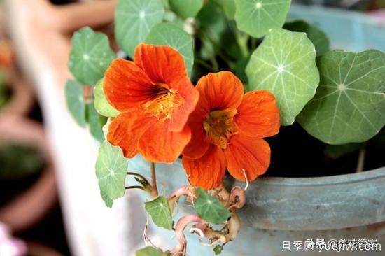 適合秋播花卉的10大品種，明年花開滿陽臺(tái)(圖3)