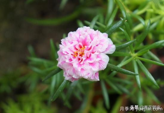 適合秋播花卉的10大品種，明年花開滿陽臺(tái)(圖4)