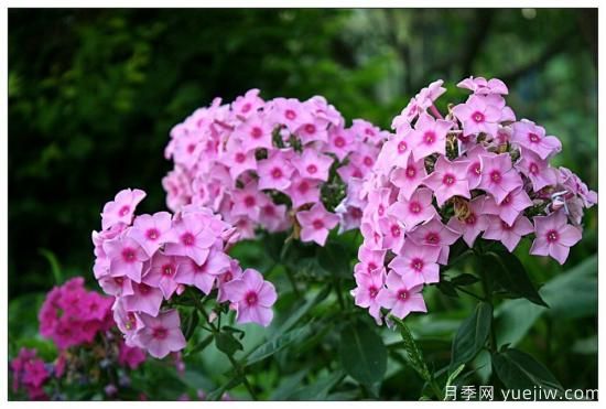 100種常見花卉的栽培大全，送給愛養(yǎng)花的你(圖43)