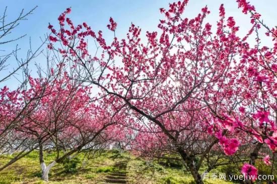 以花命名的農(nóng)歷，中國(guó)人對(duì)月份的雅稱及別稱(圖3)