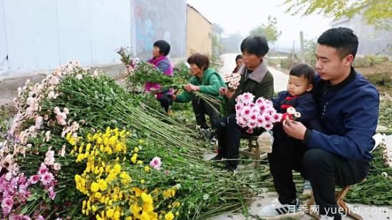 平頂山葉縣：任店鎮(zhèn)芬芳飄香扮秋色 探索花卉+鄉(xiāng)村旅游模式(圖1)