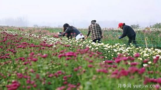 平頂山葉縣：任店鎮(zhèn)芬芳飄香扮秋色 探索花卉+鄉(xiāng)村旅游模式(圖2)