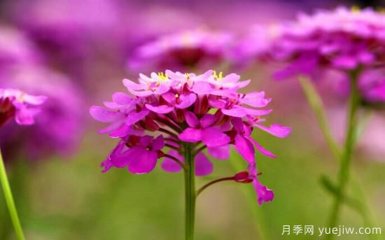 100種常見花卉的栽培大全，送給愛養(yǎng)花的你(圖57)