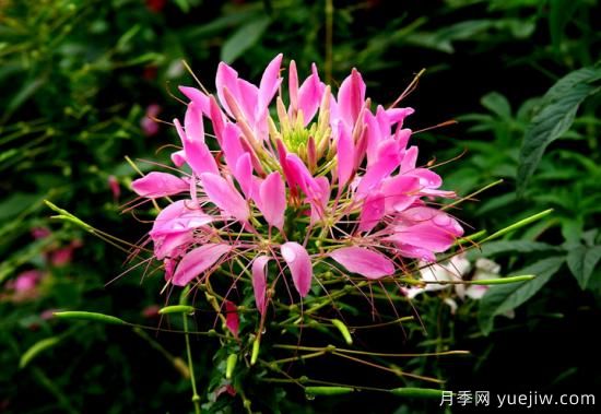 100種常見花卉的栽培大全，送給愛養(yǎng)花的你(圖56)