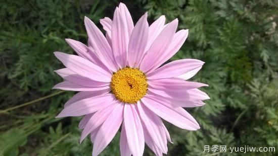 100種常見花卉的栽培大全，送給愛養(yǎng)花的你(圖59)