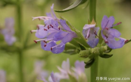 100種常見花卉的栽培大全，送給愛養(yǎng)花的你(圖65)