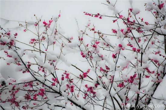 以花命名的農(nóng)歷，中國(guó)人對(duì)月份的雅稱及別稱(圖12)