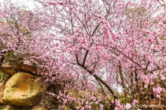 以花命名的農(nóng)歷，中國(guó)人對(duì)月份的雅稱及別稱(圖13)