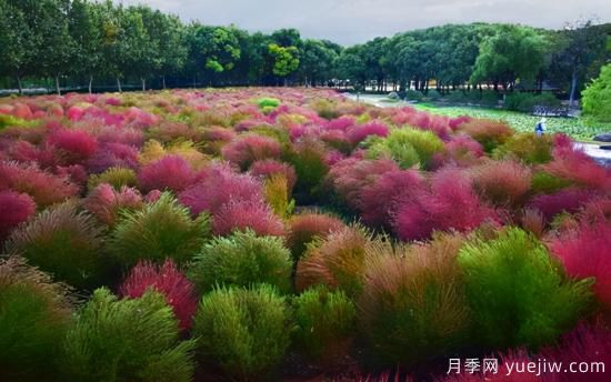 100種常見花卉的栽培大全，送給愛養(yǎng)花的你(圖89)