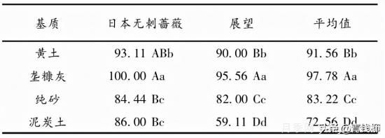 湖南湘中地區(qū)月季露地扦插試驗(圖2)