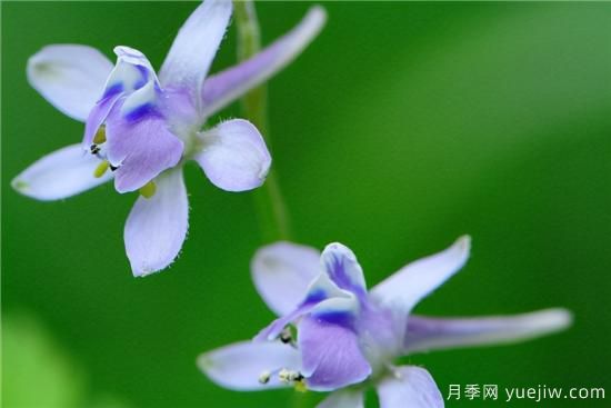 100種常見花卉的栽培大全，送給愛養(yǎng)花的你(圖94)