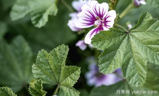 10種嬌艷奪目的花卉，驚艷你的花園(圖6)