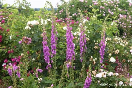 10種嬌艷奪目的花卉，驚艷你的花園(圖8)