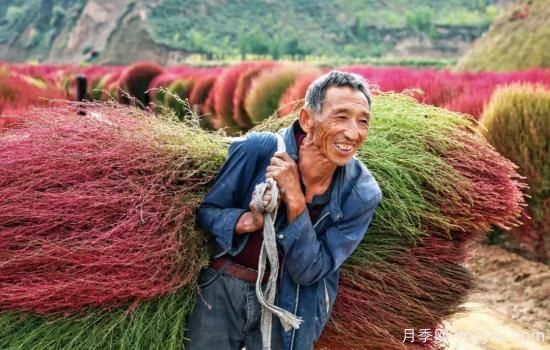 呂梁柳林：種植掃帚草 紅了山富了民(圖2)