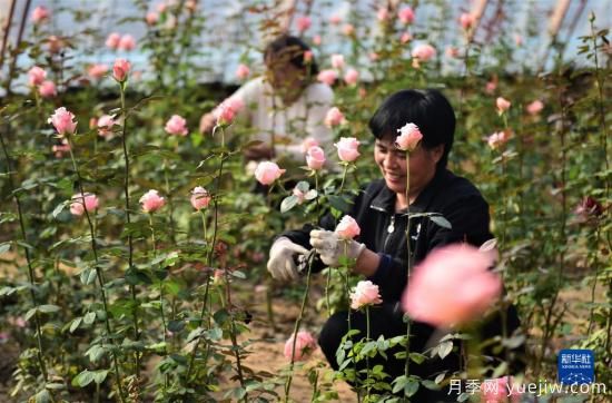 滄州獻(xiàn)縣：冬日大棚鮮花開(kāi)(圖2)