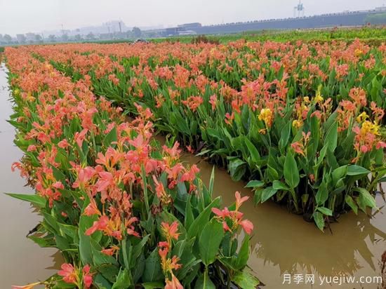 需求量大的花鏡植物，極具藝術(shù)感(圖4)