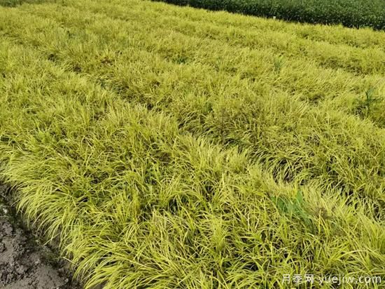 需求量大的花鏡植物，極具藝術(shù)感(圖7)