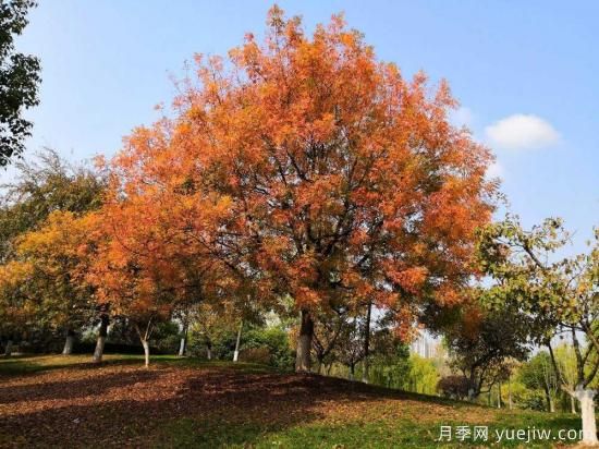 黃連木適合什么地區(qū)種植，北方可以種植嗎？(圖1)