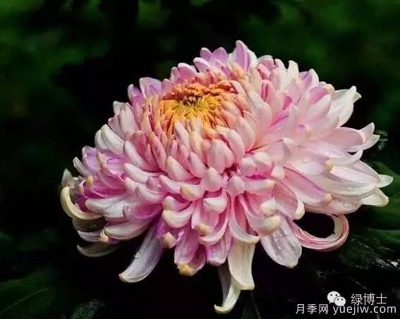 識(shí)花瓣，辨花型...快收好這份賞菊“門道”(圖2)