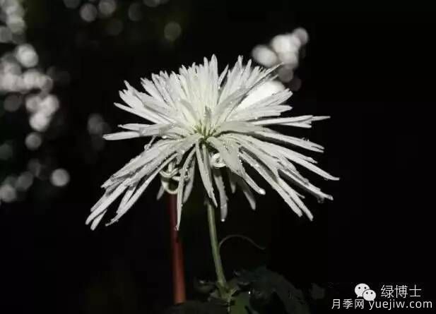 識(shí)花瓣，辨花型...快收好這份賞菊“門道”(圖14)