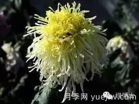 識(shí)花瓣，辨花型...快收好這份賞菊“門道”(圖17)