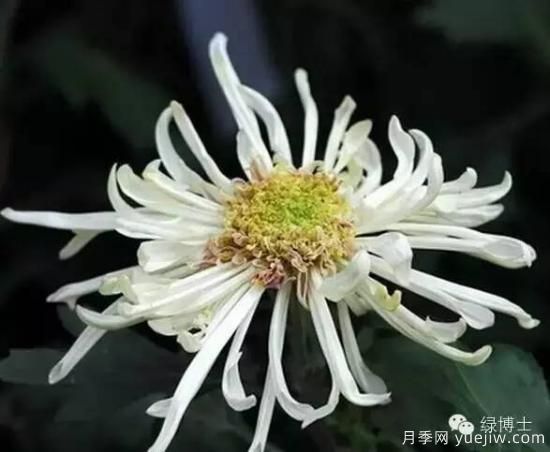 識(shí)花瓣，辨花型...快收好這份賞菊“門道”(圖21)