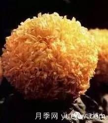 識(shí)花瓣，辨花型...快收好這份賞菊“門道”(圖22)