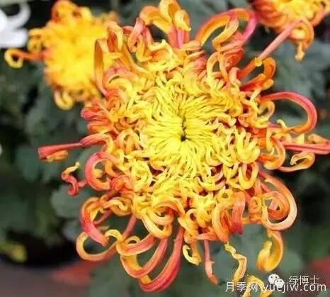 識(shí)花瓣，辨花型...快收好這份賞菊“門道”(圖23)