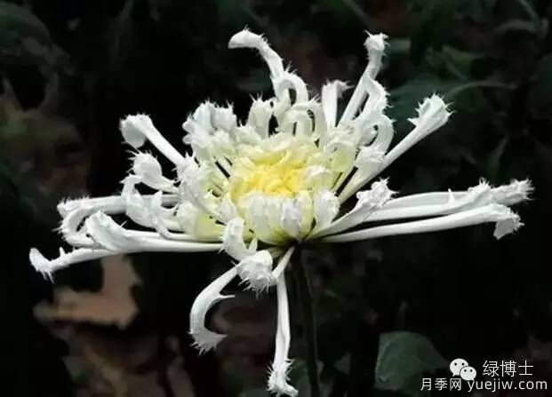 識(shí)花瓣，辨花型...快收好這份賞菊“門道”(圖24)