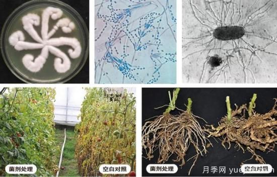 植物根結(jié)線蟲病難對付？生物農(nóng)藥有辦法(圖1)