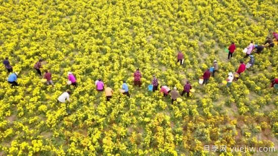 洛陽汝陽：酒祖之鄉(xiāng)菊飄香(圖1)