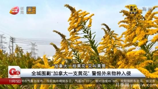 廣州湖北河南…多地遭“一枝黃花”入侵，見(jiàn)到要鏟除(圖1)