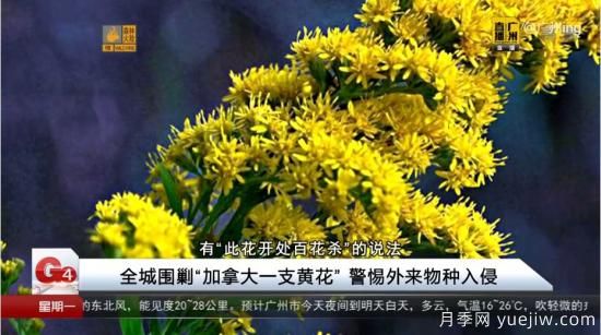 廣州湖北河南…多地遭“一枝黃花”入侵，見(jiàn)到要鏟除(圖2)