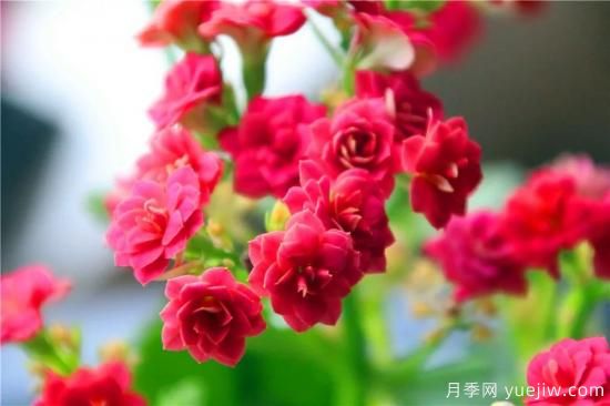 你的長壽花不開花養(yǎng)不好？這里有長壽花養(yǎng)護(hù)秘訣！(圖1)