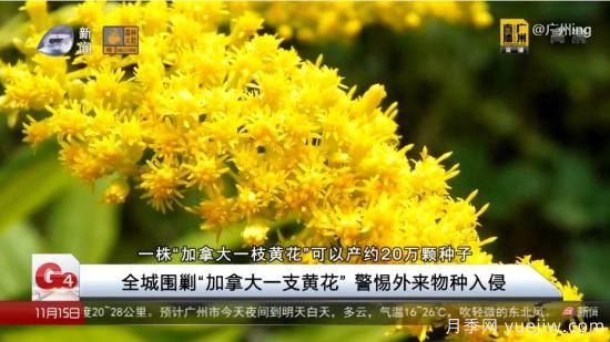 廣州湖北河南…多地遭“一枝黃花”入侵，見(jiàn)到要鏟除(圖4)