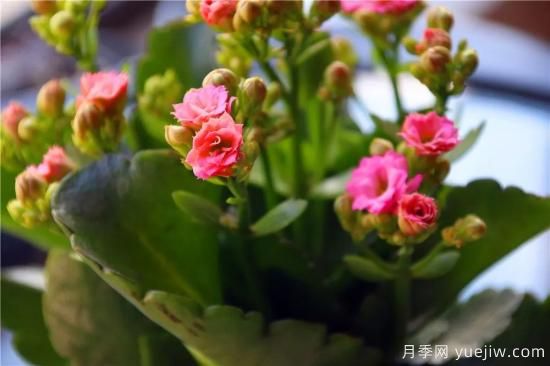 你的長壽花不開花養(yǎng)不好？這里有長壽花養(yǎng)護(hù)秘訣！(圖2)