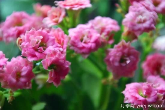 你的長壽花不開花養(yǎng)不好？這里有長壽花養(yǎng)護(hù)秘訣！(圖3)