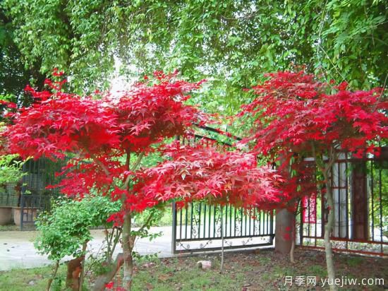 花葉芋和紅楓的修剪，使其早日成株提前開花結(jié)果(圖1)