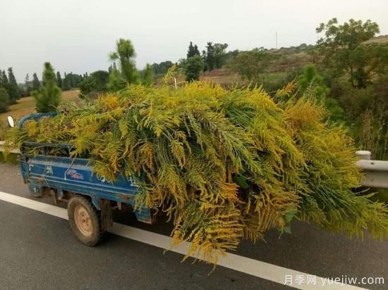 加拿大一枝黃花入侵我國15省，生態(tài)殺手要鏟除(圖2)