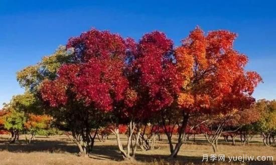 樹木在園林綠化中的分類(圖7)