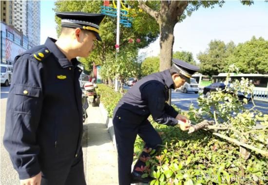 南陽樹狀月季遭腰斬，園林部門有獎?wù)骷瓢妇€索(圖1)