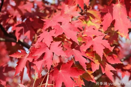 紅楓，4個(gè)紅楓品種是秋日植物里亮麗的風(fēng)景線(圖2)