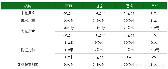 月季花多少錢(qián)一株？月季花的繁殖方法和養(yǎng)殖方法(圖1)