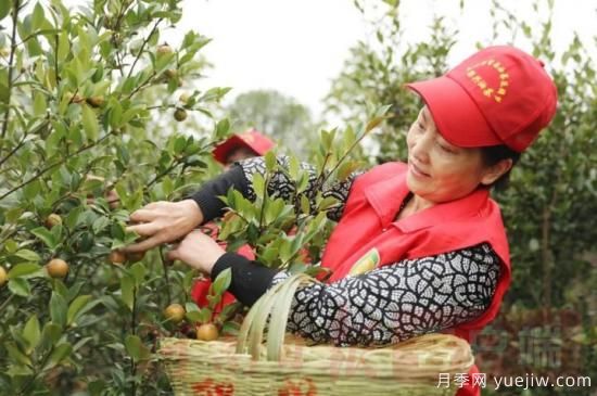 光山油茶果：從種得好到賣得好，怎么做到的(圖1)