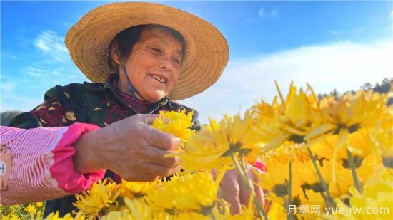 宣城廣德：千畝生態(tài)菊花黃 金絲皇菊采摘忙(圖1)